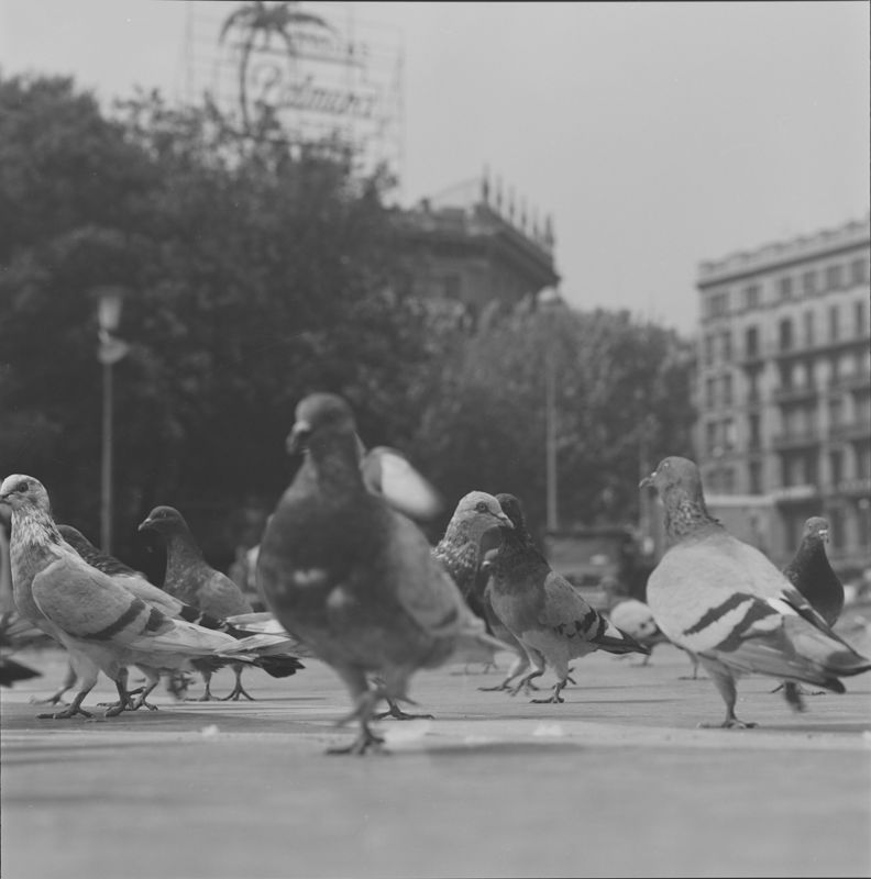 Projecte Definitiu de la Plaça Catalunya
